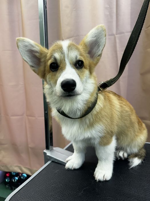 Бережный груминг для кошек и собак