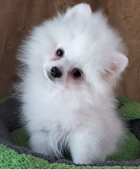 Шпиц померанский,маленькие размеры