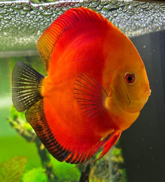 Vând pereche pești DISCUS