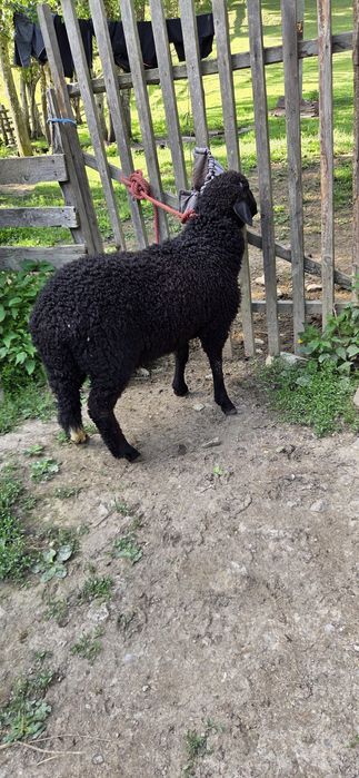 Berbecuț de 3 luni de vanzare