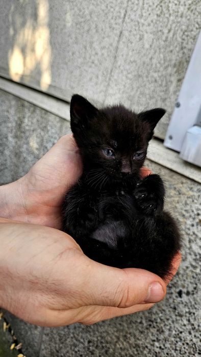 Adoptii pui pisică