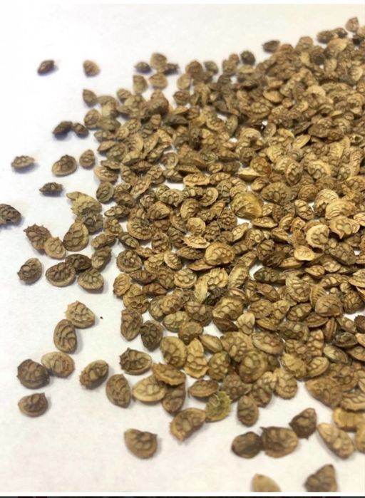 Sparceta, Iarba de Sudan, Trifoi, Mazariche, Ovaz, Iarba de Coasa