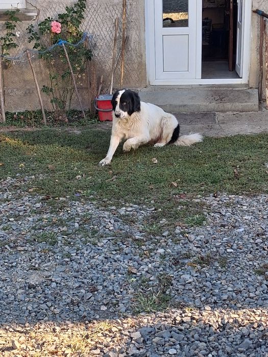 Disponibila catea de 1 an de bucovina