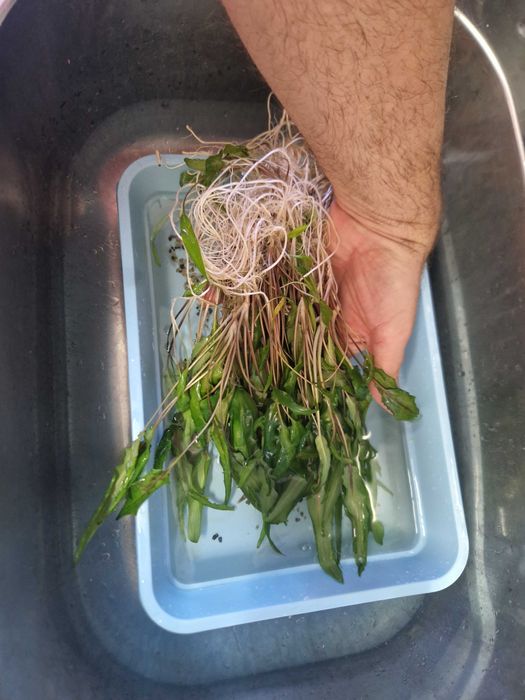 Криптокорини за сладководен аквариум