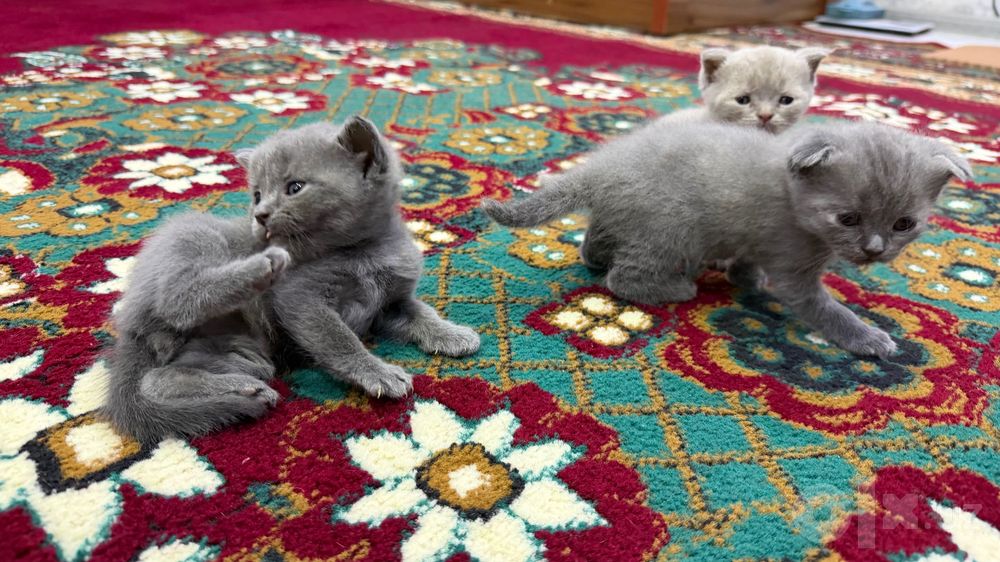 Scottish Fold 1 oylik