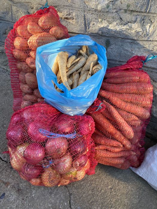 Cartofi de RÂȘCA la domiciliu albi/roșii