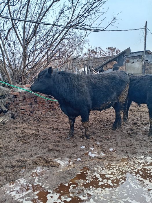 Продам быков ангусов