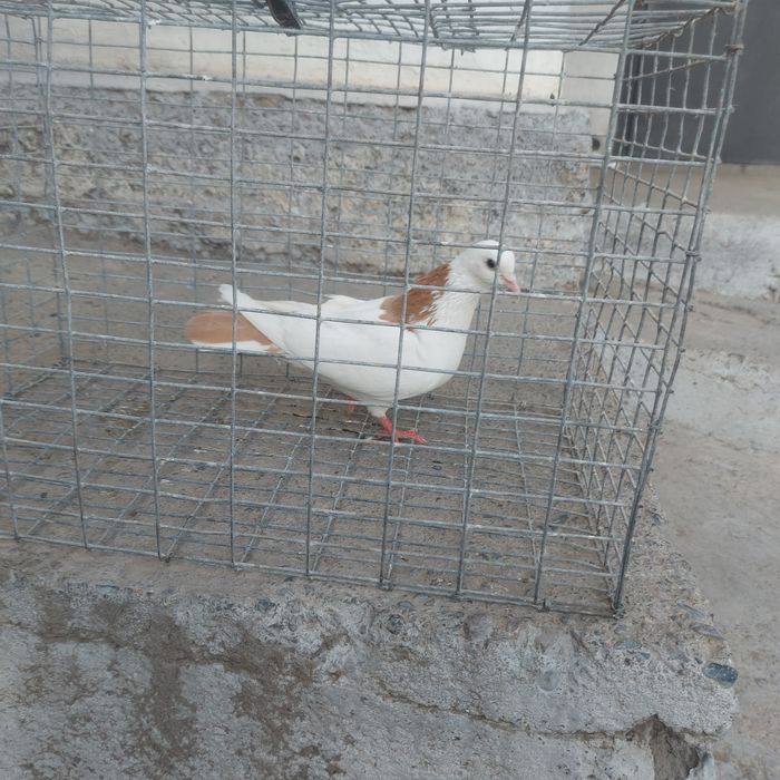 Желташейки самка лет боям