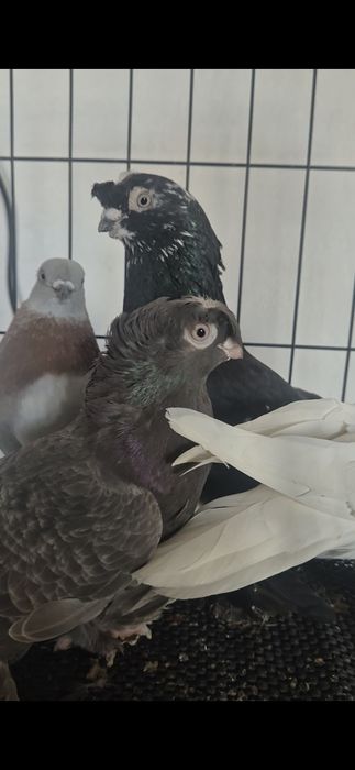 Продам голубей на игру