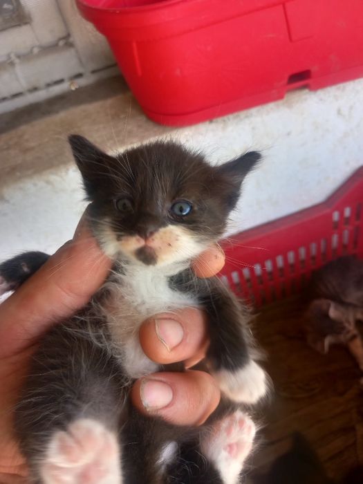 Подаряват се котета
