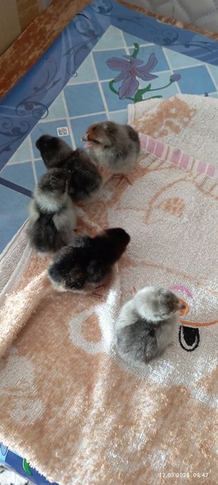 Цыплята броллера