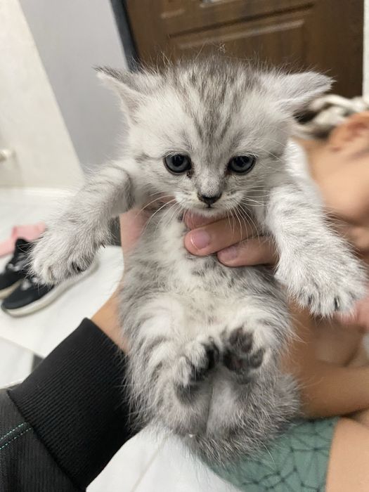 Вислоухие шотландские котята
