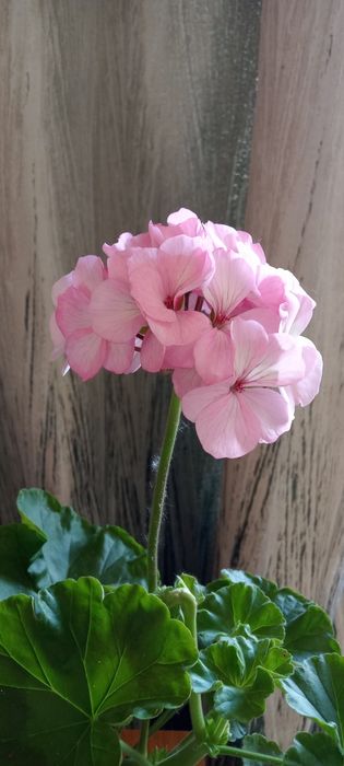 Продам комнатный цветок герань сортова , выращенная из семян