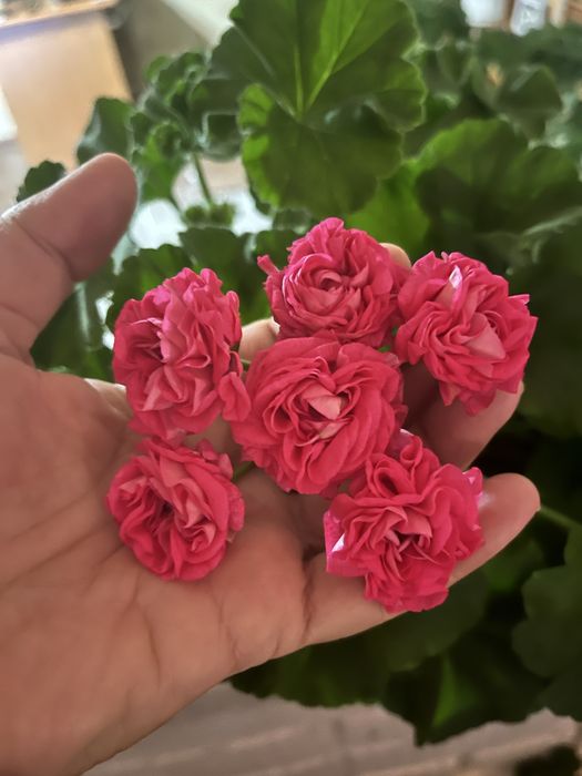 Продам черенки и стартеры сортовых пеларгоний