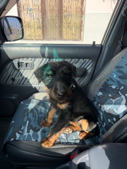 Пропала собака ягдтерьер