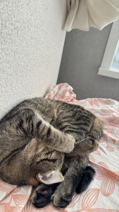 Отдам кота бесплатно