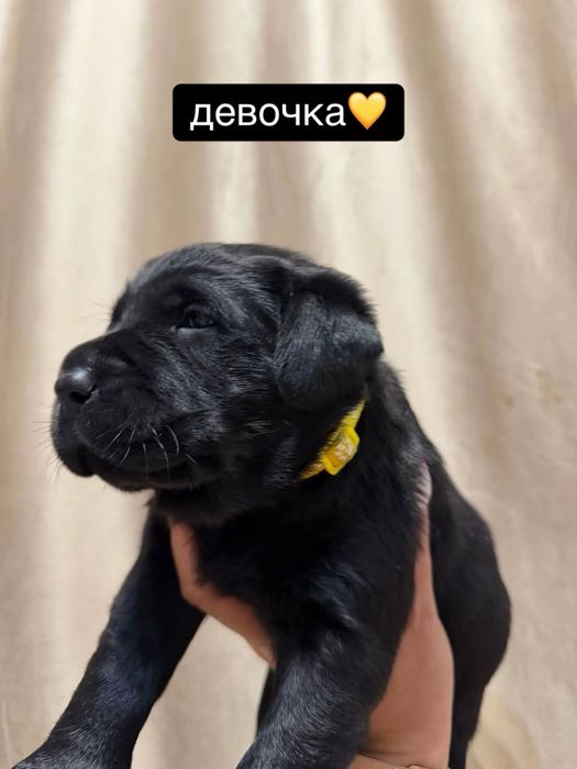 Лабрадор- Ретривер
