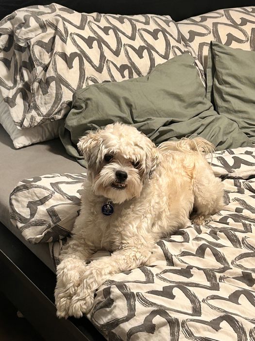Donez mix bichon talie mica-medie