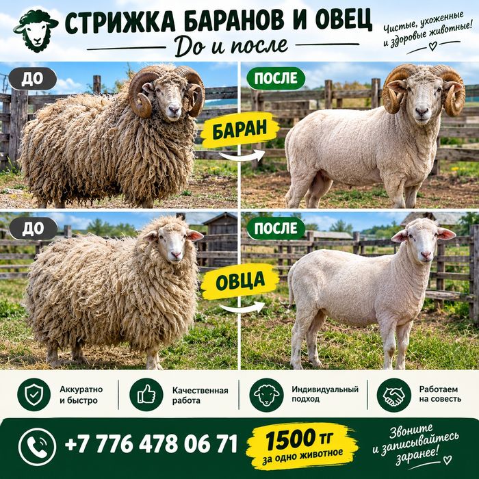 Стрижки бараны и овец