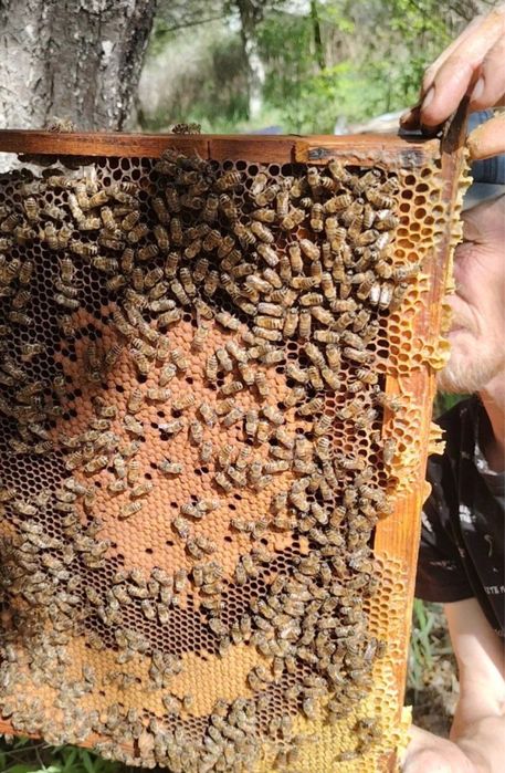 Продажа пчёл с уликами