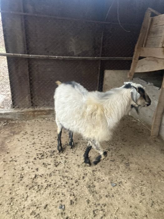 Теке сатылады.