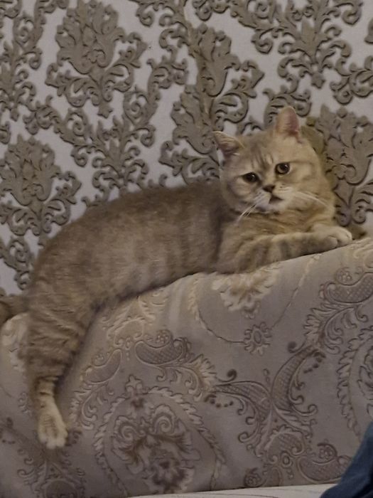 Ищем подружку для кота