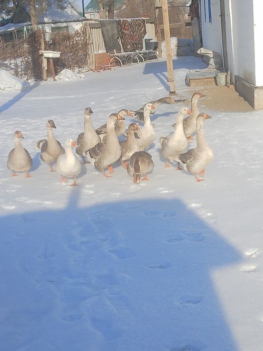Продам домашних кур и гусь