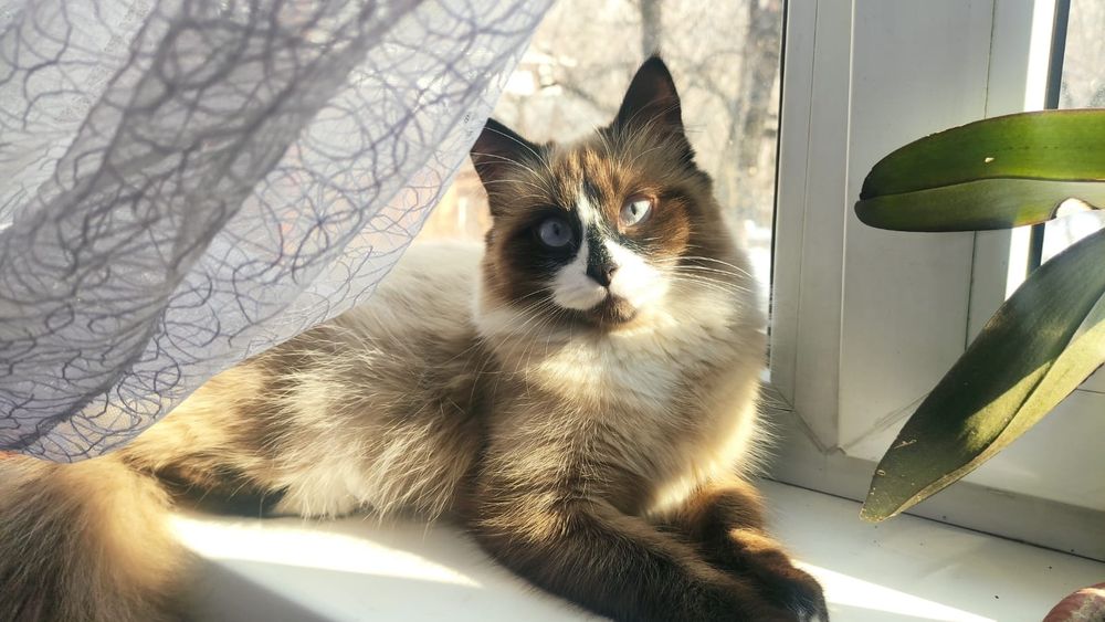 Потерялась кошка