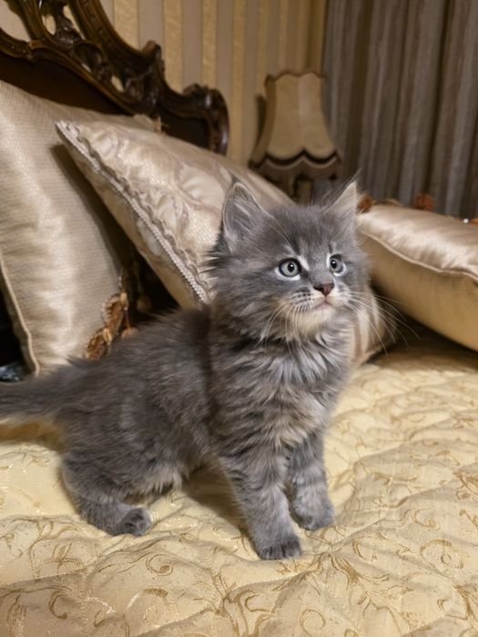 Мейн куун котета