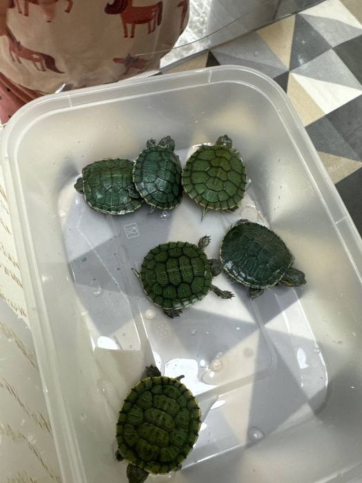 Красноухая черепашка