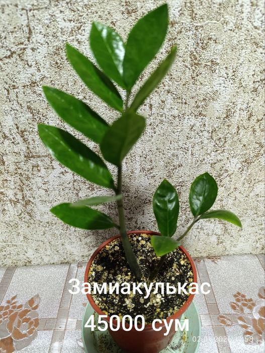 Продаются комнатные цветы