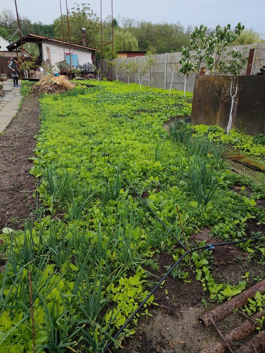 Vând spanac verde