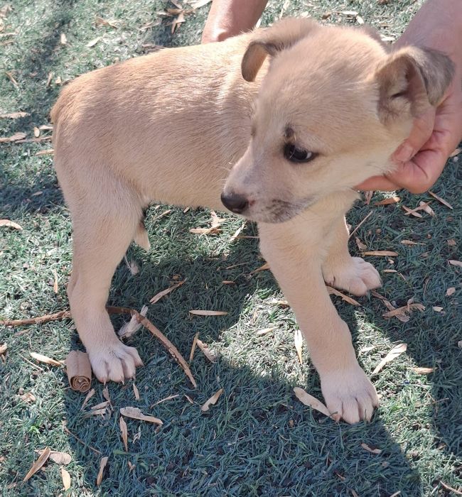 Двухмесячный щеночек