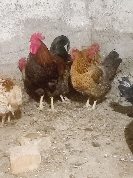 Продам курей кучинсктх