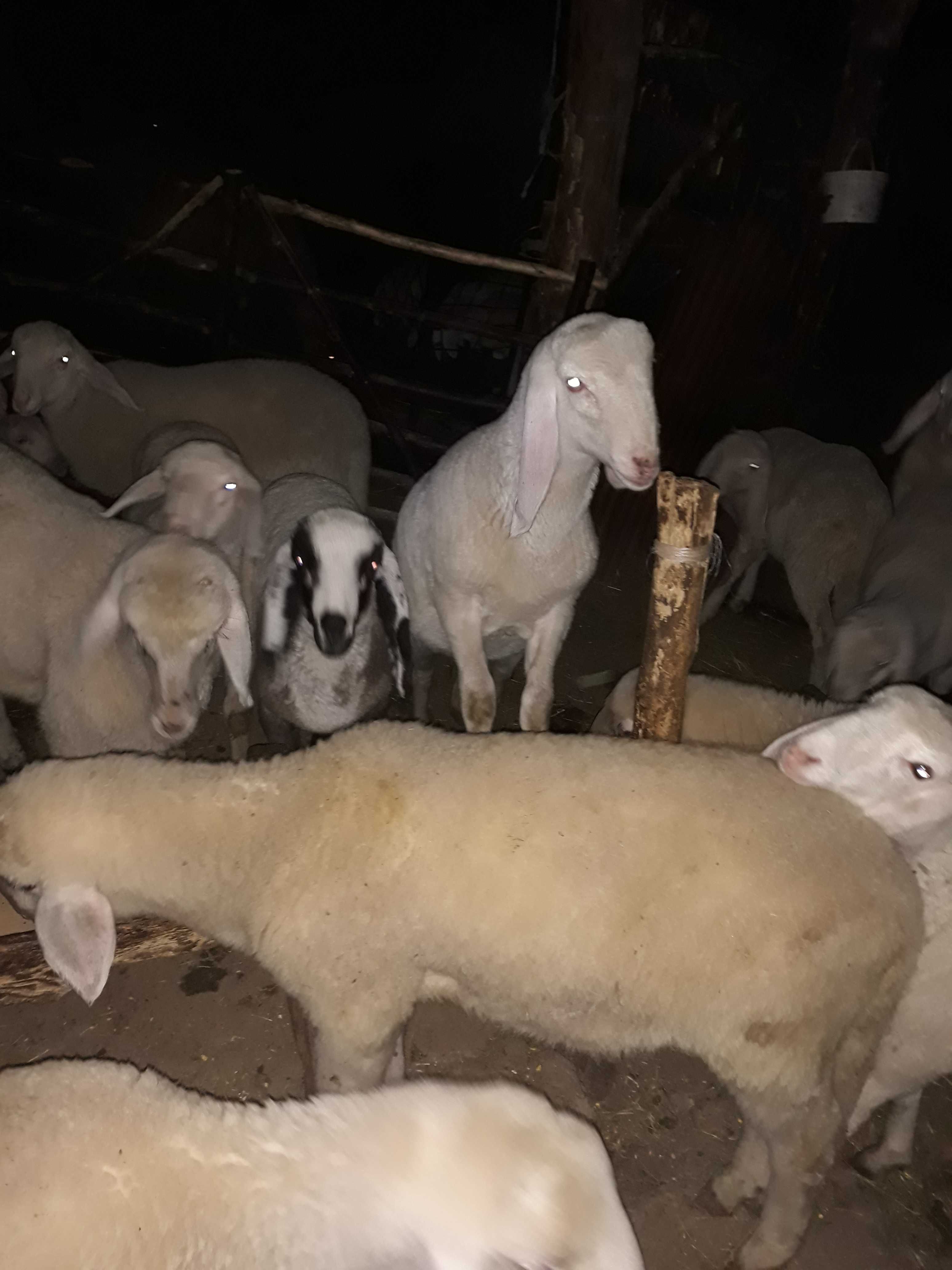 Продавам агнета, овце и кочове гр. Кубрат • OLX.bg