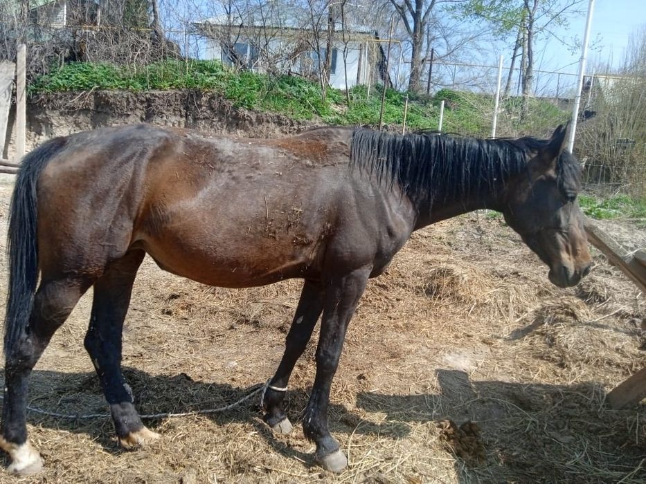 Буаз бие сатылады