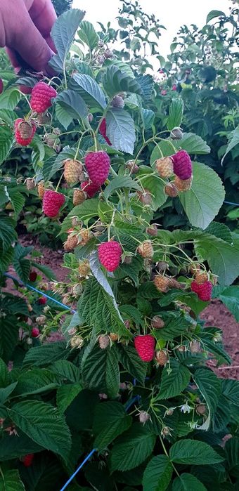 Предлагам елитен разсад малини и къпини