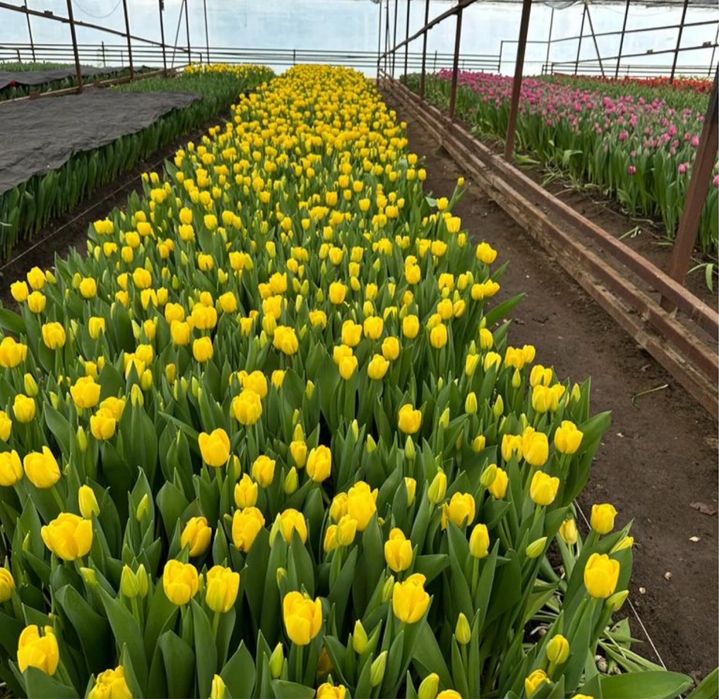 Тюльпаны оптом и в розницу.Тюльпаны голландские.оптом тюльпаны