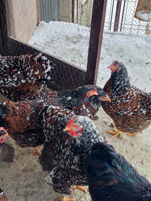 Oua wyandotte diferite culori!