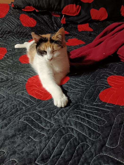 Donez responsabil femela 11 luni