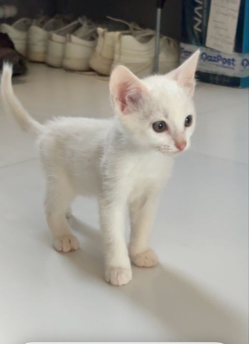 Милые девочки-котята, котенок в добрые руки! Доставим бесплатно