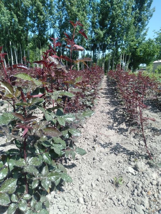Арчалар бор узбекистон бойлаб доставка кберилади.