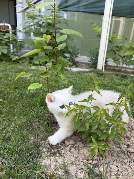 Britanskiy Shinshils 2 ta ogil bola