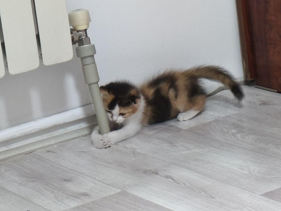 Отдам Котёнка девочку