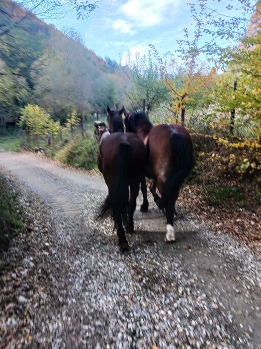 Iapa de 7 ani de vanzare