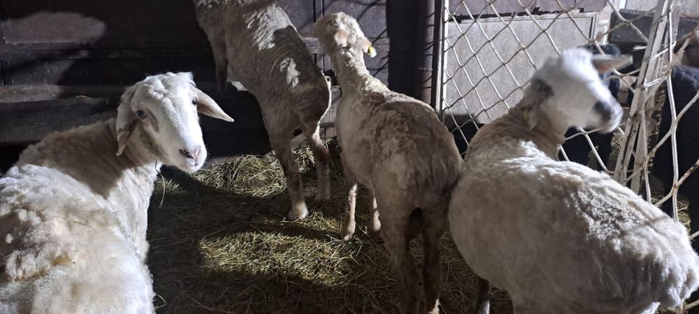 Продам баранов с