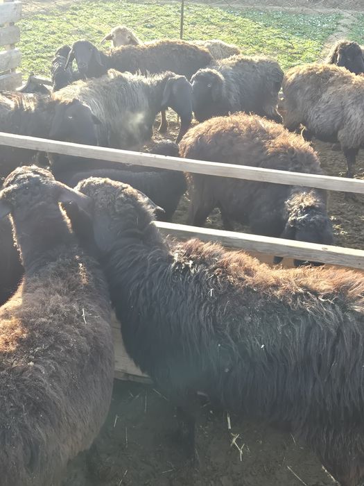 Қозылы қой тоқты