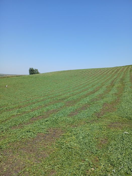 Vând baloți din lucernă coasa  1  2. 3.  4