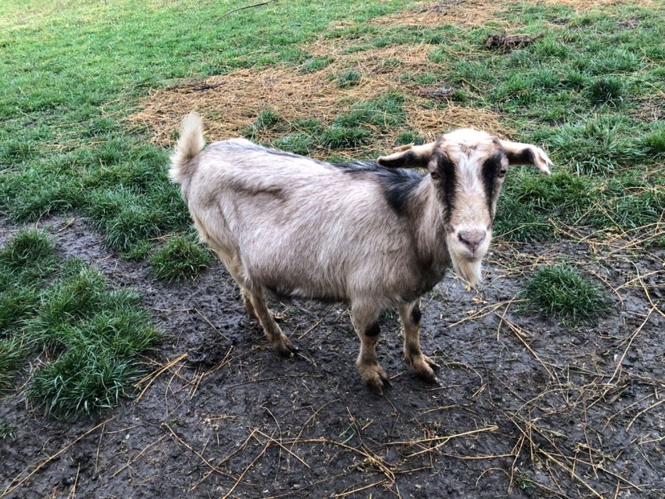 Vand capre bune de lapte