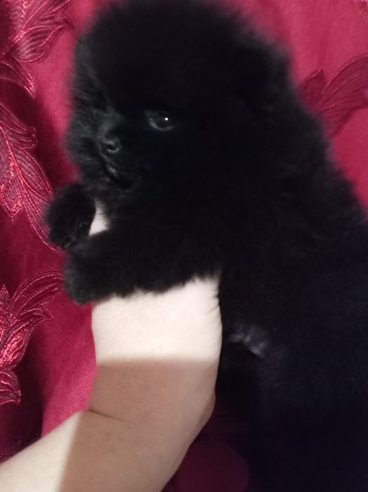 Продам щенков шпица